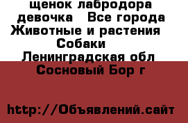 щенок лабродора девочка - Все города Животные и растения » Собаки   . Ленинградская обл.,Сосновый Бор г.